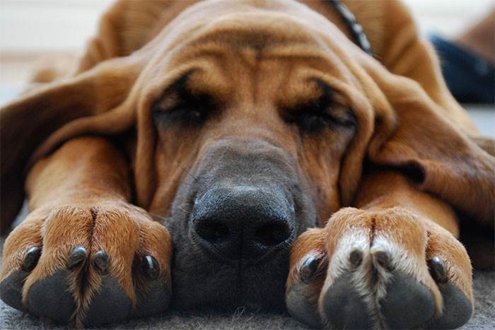 Bloodhound 26