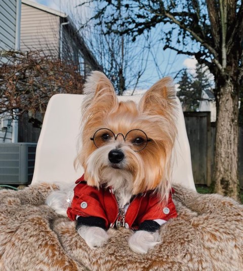 16 Pictures That Prove Yorkies Are Perfect Weirdos 9