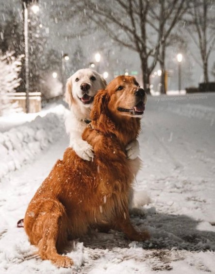 15 Pictures That Prove Golden Retrievers Are Perfect Weirdos 9