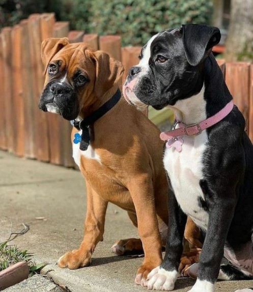 16 Pictures That Prove Boxers Are Perfect Weirdos 11