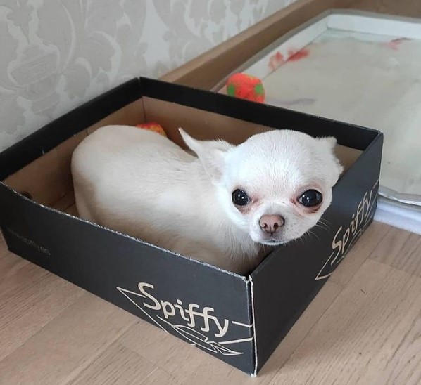 15 Pictures That Prove Chihuahuas Are Perfect Weirdos 10
