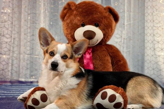 15 Pictures That Prove Corgis Are Perfect Weirdos 9 15 Pictures That Prove Corgis Are Perfect Weirdos 9