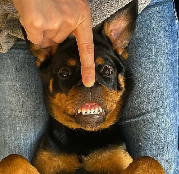 15 Pictures That Prove Rottweilers Are Perfect Weirdos 10