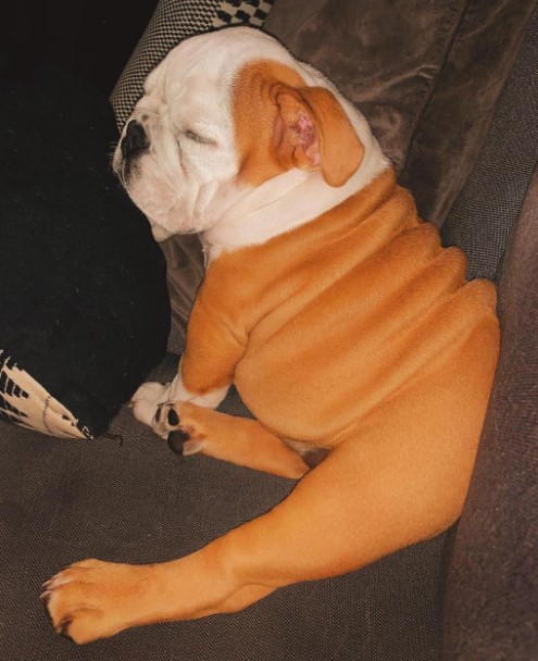 15 Pictures That Prove English Bulldogs Are Perfect Weirdos 10 15 Pictures That Prove English Bulldogs Are Perfect Weirdos 10