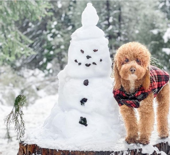 15 Pictures That Prove Goldendoodles Are Perfect Weirdos 10
