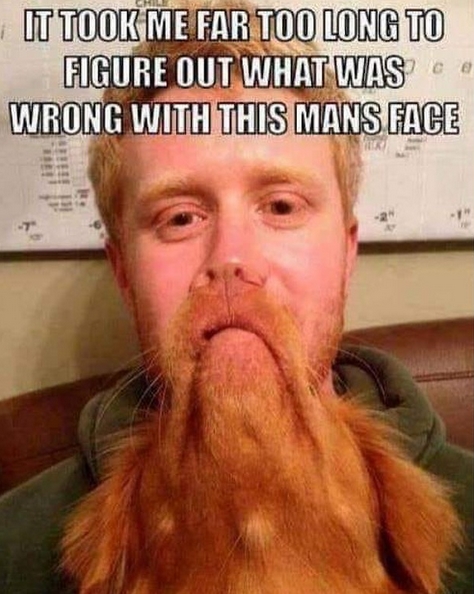 15 Funny Labrador Memes To Make Your Day 9 15 Funny Labrador Memes To Make Your Day 9