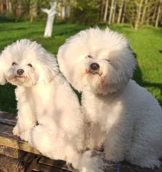 15 Pictures That Prove Bichon Frises Are Perfect Weirdos 9