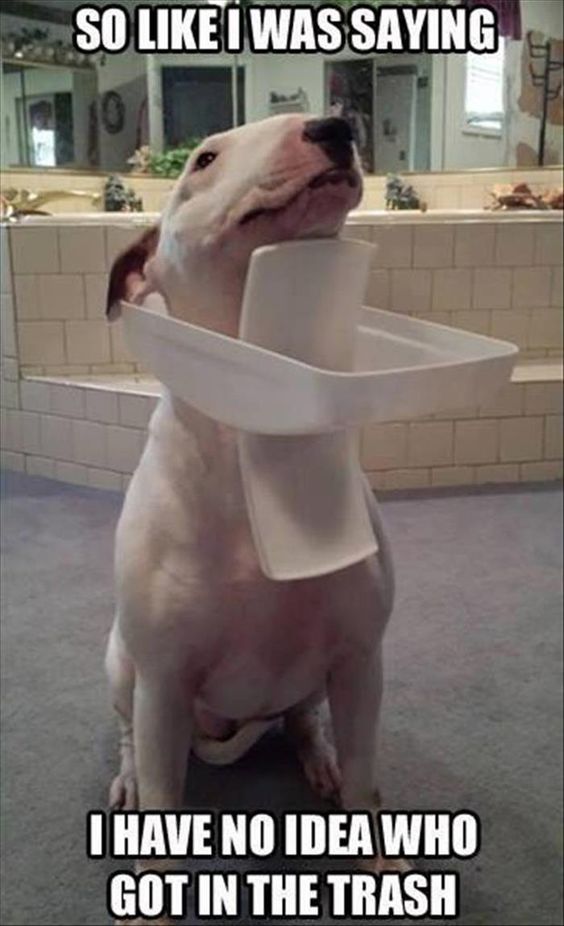 15 Funny Bull Terrier Memes To Make Your Day 9