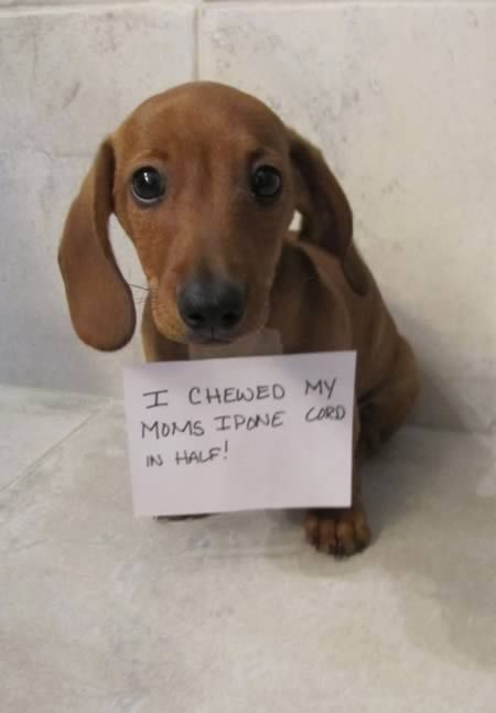 15 Funny Dachshund Memes To Make Your Day 9
