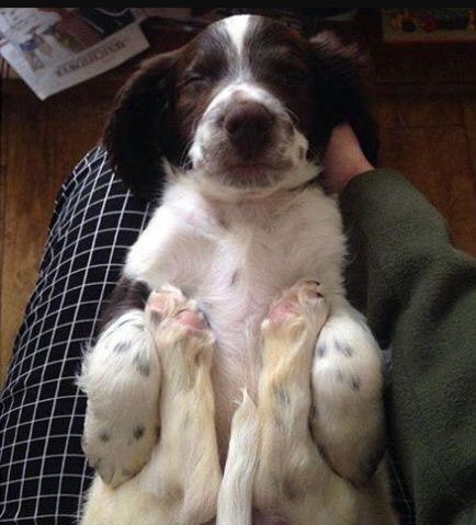 15 Pictures That Prove Springer Spaniels Are Perfect Weirdos 9