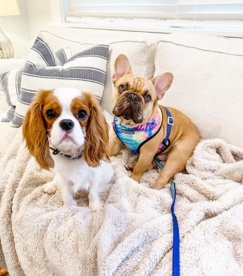 15 Pictures That Prove Cavalier King Charles Spaniels Are Perfect Weirdos 9