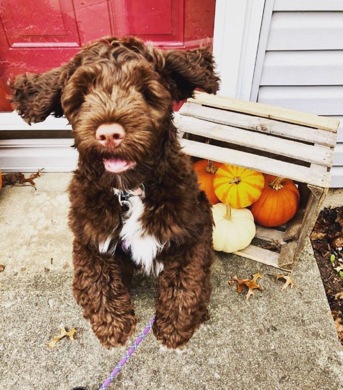 Portuguese Wasserhund or Portuguese Water Dog 33