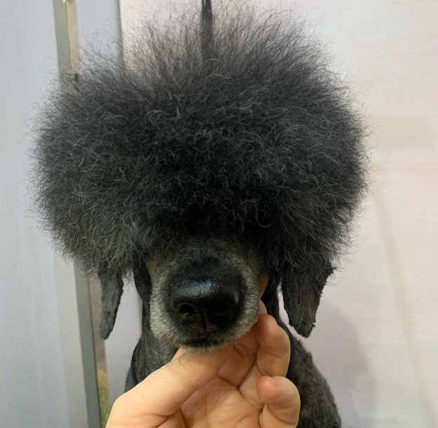 15 Pictures That Prove Poodles Are Perfect Weirdos 11