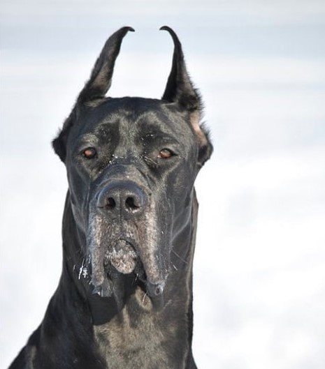 15 Pictures That Prove Great Danes Are Perfect Weirdos 9