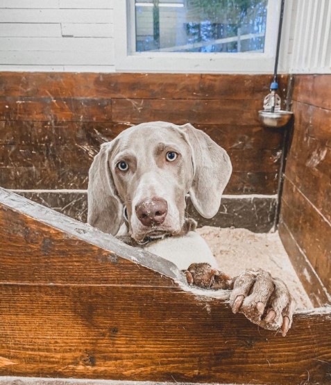 16 Pictures That Prove Weimaraners Are Perfect Weirdos 9