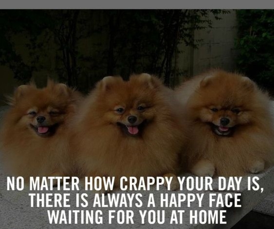 15 Funny Pomeranian Memes To Make Your Day 9