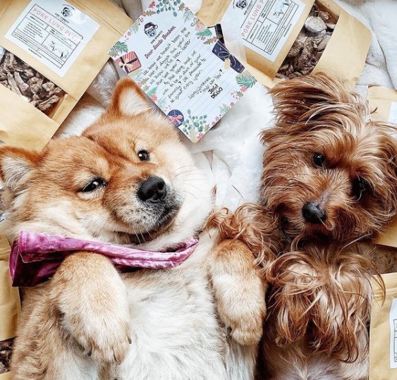 15 Pictures That Prove Chow Chows Are Perfect Weirdos 9