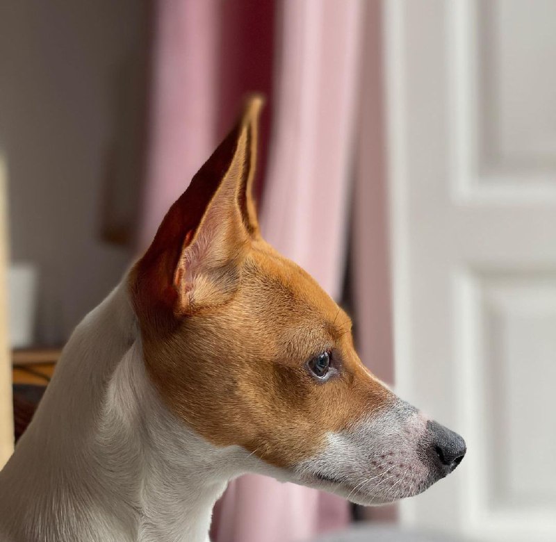 American Toy Fox Terrier 28