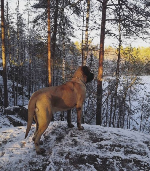 15 Pictures That Prove English Mastiffs Are Perfect Weirdos 9