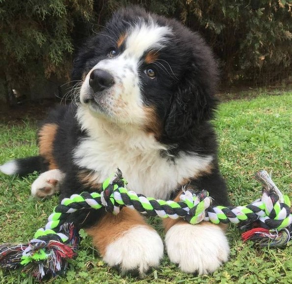 15 Pictures That Prove Bernese Mountain Dogs Are Perfect Weirdos 9
