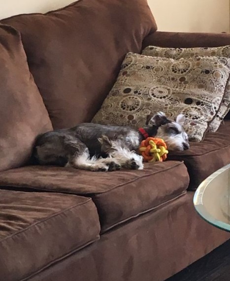 15 Pictures That Prove Schnauzers Are Perfect Weirdos 9