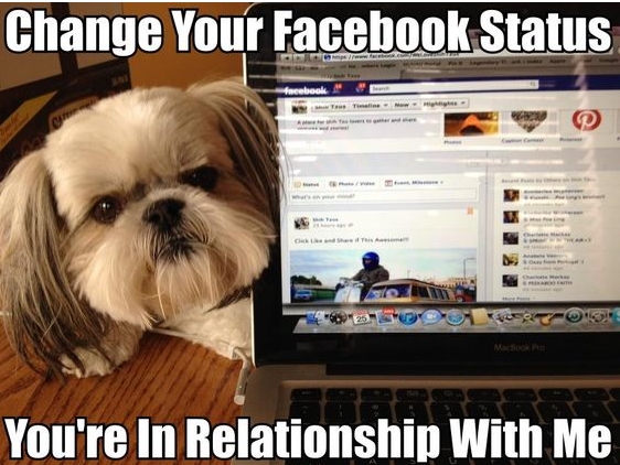 15 Funny Shih Tzu Memes To Make Your Day 9