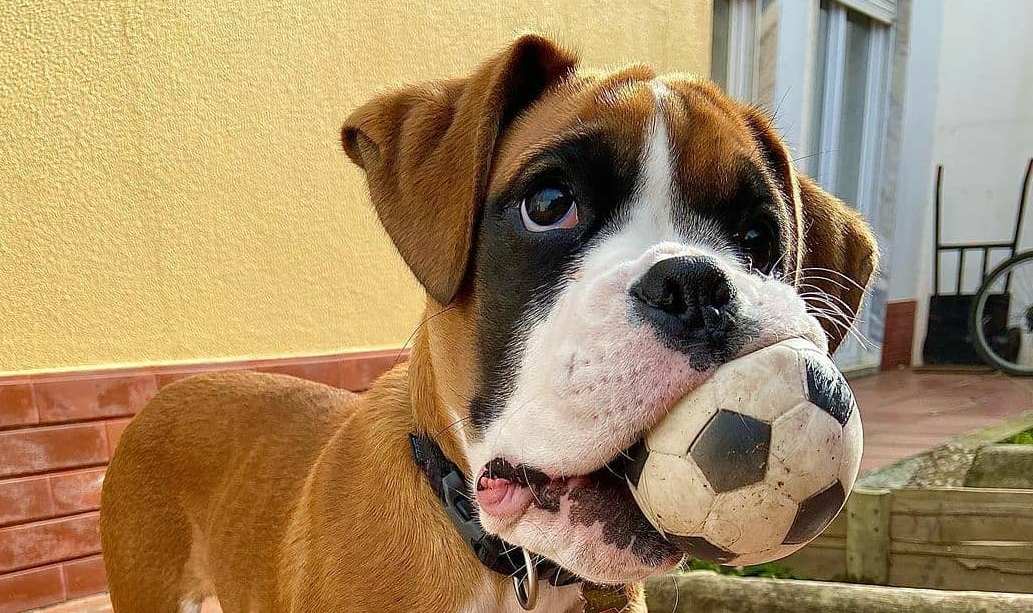 15 Interesting Facts About Boxers