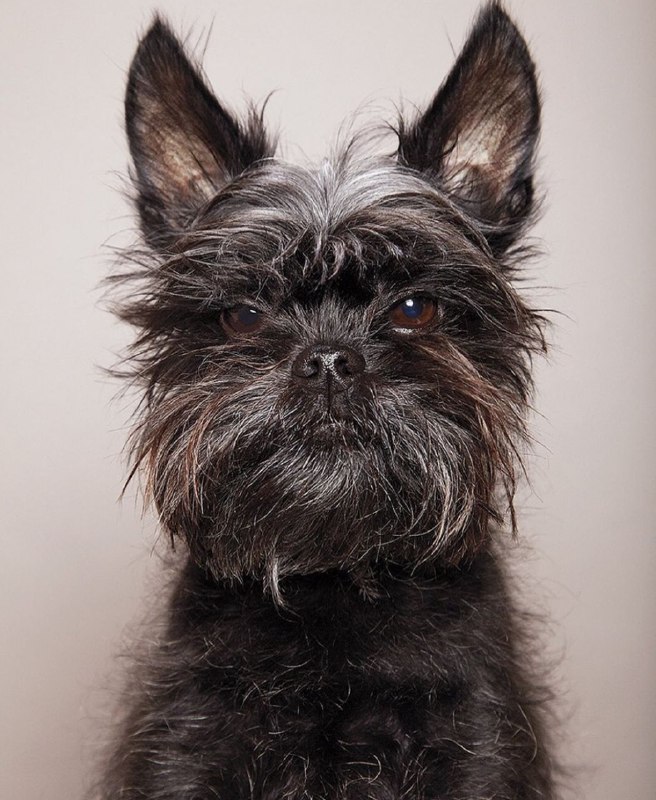 Affenpinscher 24