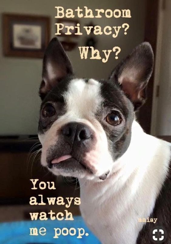 15 Funny Boston Terrier Memes To Make Your Day 9