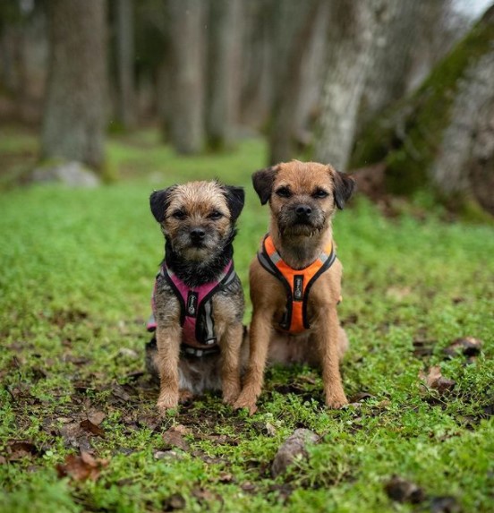 15 Pictures That Prove Border Terriers Are Perfect Weirdos 9