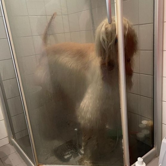 15 Pictures That Prove Afghan Hounds Are Perfect Weirdos 11