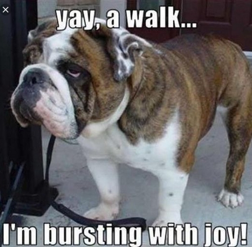 15 Funny English Bulldog Memes To Make Your Day 9