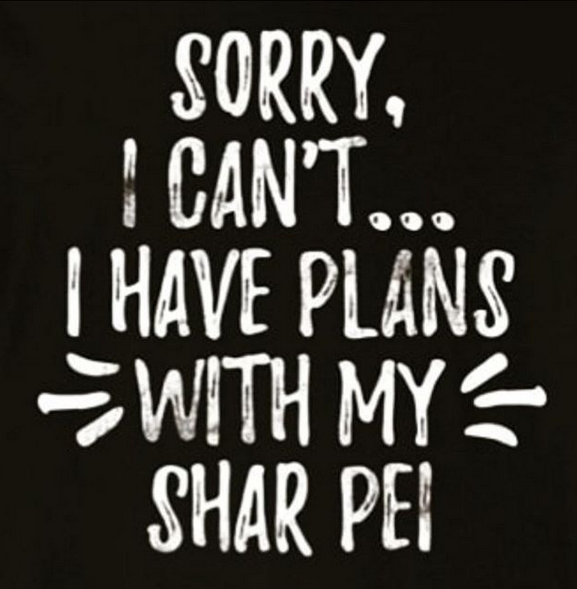 15 Funny Shar-Pei Memes To Make Your Day 9