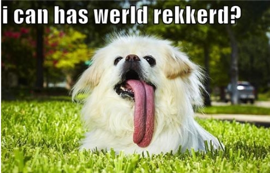 15 Funny Pekingese Memes To Make Your Day 9