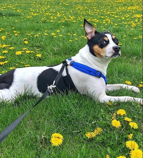 15 Pictures That Prove Rat Terriers Are Perfect Weirdos 9 15 Pictures That Prove Rat Terriers Are Perfect Weirdos 9