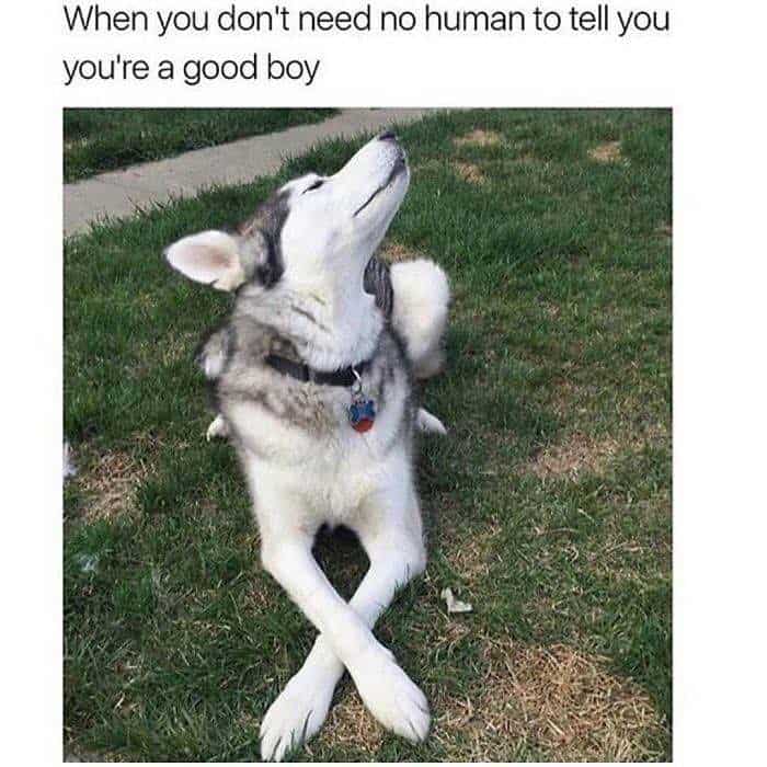 15 Funny Siberian Husky Memes To Make Your Day 9