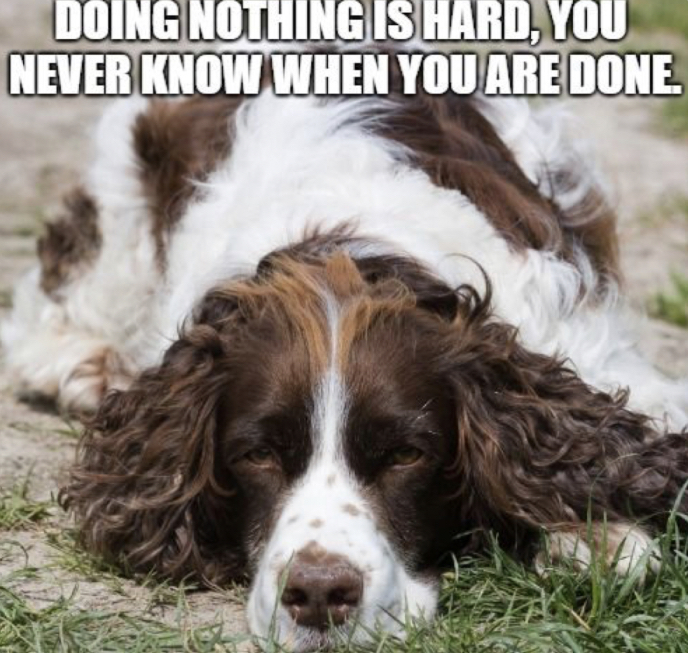 15 Funny Springer Spaniel Memes To Make Your Day 10