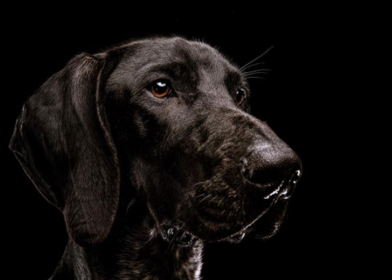 15 Pictures That Prove Flat-Coated Retrievers Are Perfect Weirdos 10