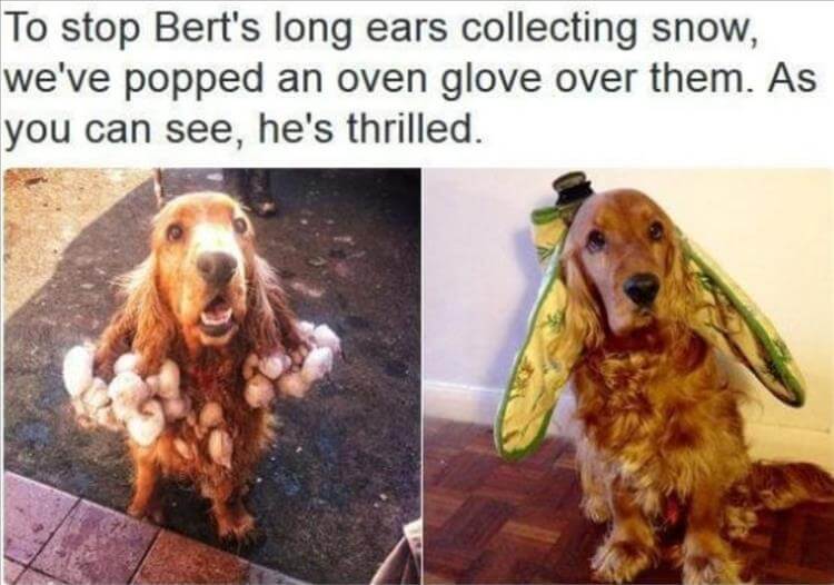 15 Funny Cocker Spaniel Memes To Make Your Day 10