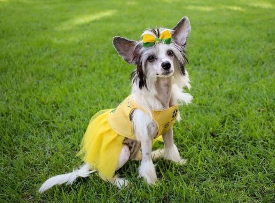 15 Pictures That Prove Chinese Crested Dogs Are Perfect Weirdos 10