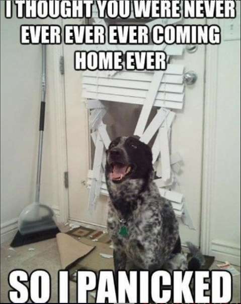 15 Funny Border Collie Memes To Make Your Day 10