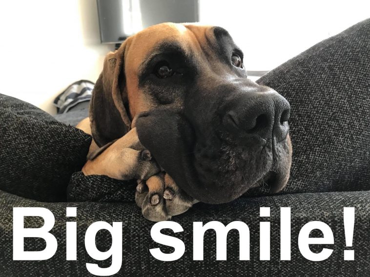 15 Funny Great Dane Memes To Make Your Day 10