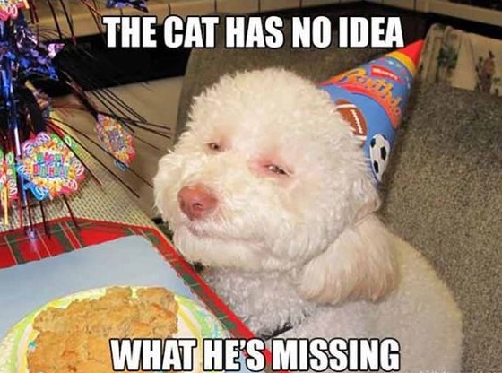 15 Funny Poodle Memes To Make Your Day 10