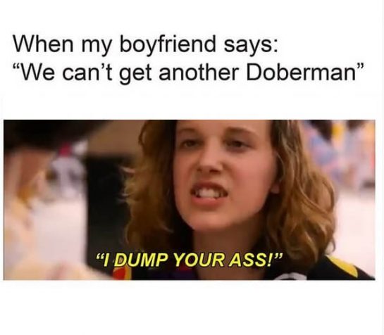 15 Funny Doberman Pinscher Memes To Make Your Day 10