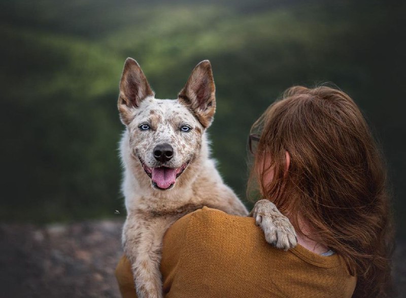 Australian Cattle Dog 23