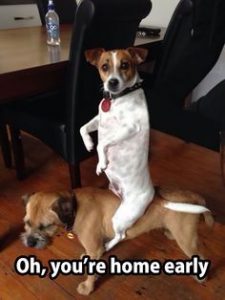 15 Funny Border Terrier Memes To Make Your Day 10