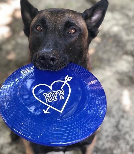 15 Pictures That Prove Belgian Malinoises Are Perfect Weirdos 10