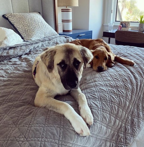 15 Pictures That Prove Anatolian Shepherds Are Perfect Weirdos 10