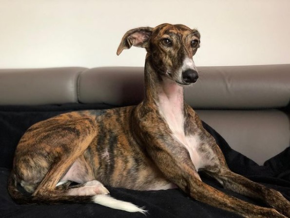 15 Pictures That Prove Greyhounds Are Perfect Weirdos 10
