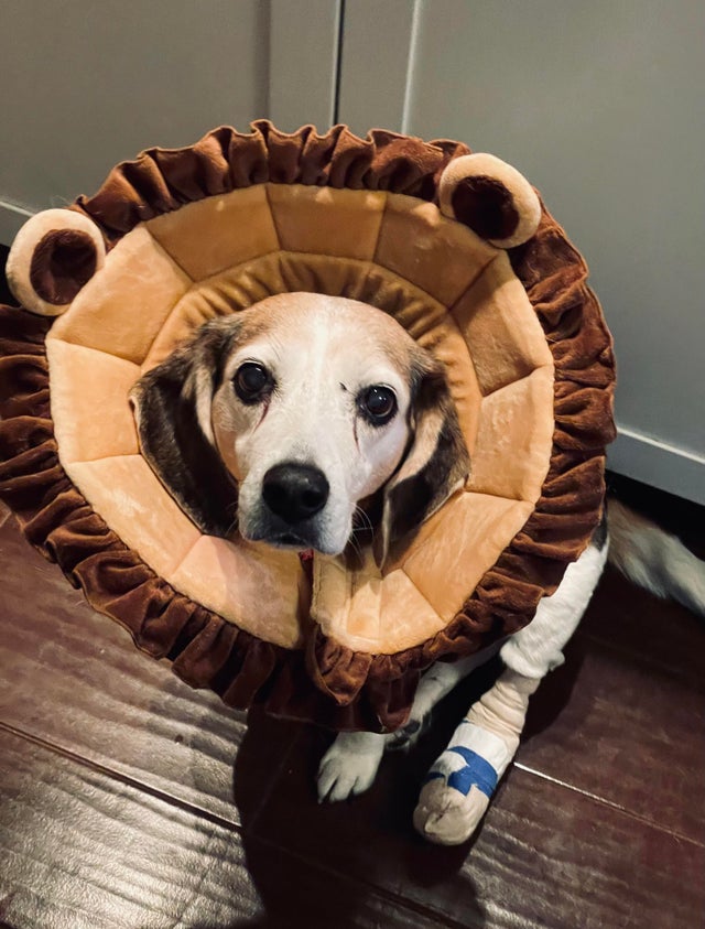 15 Things Only Beagle Owners Will Understand 10